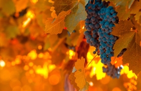 viñedo