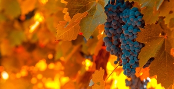 viñedo